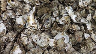 [photo, Oyster shells, Benedict, Maryland]