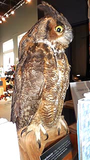 [photo, Great Horned Owl (stuffed), Delmarva Discovery Center and Museum, 2 Market St., Pocomoke City, Maryland]