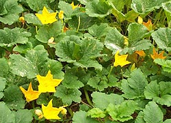 [photo, Pumpkin vines with flowers, Baltimore, Maryland]
