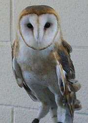 [photo, Barn Owl at Maryland State Fair, Timonium, Maryland]