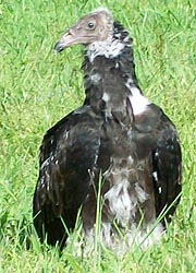 [photo, Immature Turkey Vulture, Upper Falls (Baltimore County), Maryland]