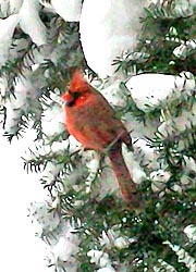 [photo, Northern Cardinal (Cardinalis cardinalis), Baltimore, Maryland]