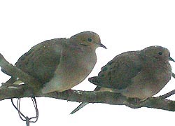 [photo, Mourning Doves (Zenaida macroura), Baltimore, Maryland]
