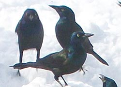 [photo, Common Grackles (Quiscalus quiscula), Baltimore, Maryland]