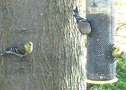 [photo, Goldfinches (Carduelis tristis), Baltimore, Maryland]