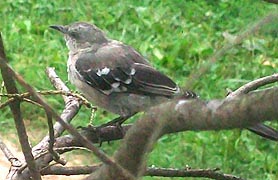 [photo, Northern Mockingbird (Mimus polyglottos), Baltimore, Maryland]