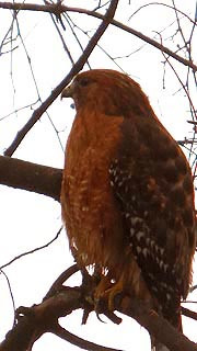 [photo, Red-shouldered Hawk (Buteo lineatus), Annapolis, Maryland]