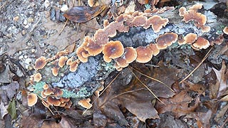 [photo, Bracket or Shelf Fungi on tree limb, Lake Waterford Park, Pasadena, Maryland]