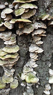 [photo, Bracket or Shelf Fungi, Lake Waterford Park, Pasadena, Maryland]