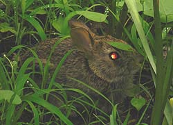 [photo, Eastern Cottontail Rabbit (Sylvilagus floridanus), Glen Burnie, Maryland]