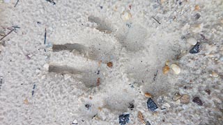 [photo, Bear track on sand, New Germany State Park, Grantsville, Maryland]