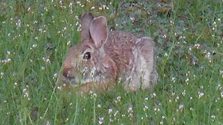 [photo, Eastern Cottontail Rabbit (Sylvilagus floridanus) in grass with early wildflowers, Glen Burnie, Maryland]