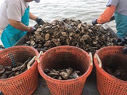[photo, Culling through farm-raised oysters harvested from a shellfish lease, Maryland]