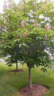 [photo, American Chestnut trees (Castanea dentata), University of Maryland Baltimore County, Catonsville, Maryland]