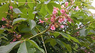 [photo, American Chestnut tree (Castanea dentata) blossoms, University of Maryland Baltimore County, Catonsville, Maryland]