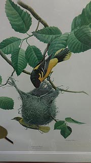 [photo, Baltimore Oriole & nest, Governor's State Bird Prints series, State Law Library, Murphy Courts of Appeal Building, 361 Rowe Blvd., Annapolis, Maryland]