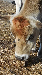[photo, Cow, Kinder Farm Park, Millersville, Maryland]