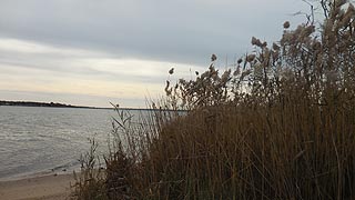 [photo, Patuxent River and grasses near Benedict (Charles County), Maryland]