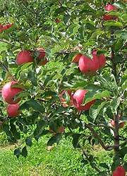 [photo, Pink Lady apples, Thurmont, Maryland]