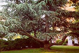 [photo, Pine tree on Courthouse grounds, 11 North Washington St., Easton, Maryland]